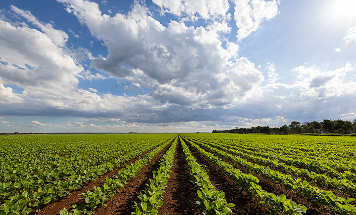 Green bean field under white clouds, blue sky in South Africa