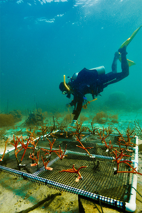 underwater experiment on coral reefs
